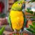 Afrykanka Meyera (Poicephalus meyeri) – charakter i wymagania domowej opieki
