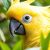 Kakadu żółtoczuba (Cacatua galerita) – charakter i wymagania hodowlane
