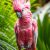 Kakadu różowa Eolophus roseicapilla – charakter i wymagania hodowlane