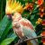 Kakadu molucka (Cacatua moluccensis): charakter i wymagania opieki