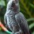 Żako timneh (Psittacus timneh) – charakter i wymagania dotyczące opieki nad papugą