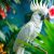 Kakadu biała (Cacatua alba) – charakter i wymagania odpowiedzialnej opieki