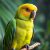 Amazonka żółtogłowa (Amazona oratrix): charakter i wymagania hodowli w domu