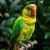 Afrykanka senegalska (Poicephalus senegalus): charakter i wymagania hodowlane