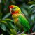 Barwnica molucka (Eclectus roratus): charakter i wymagania hodowlane