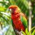 Afrykanka czerwonoczelna (Poicephalus gulielmi): charakter i wymagania hodowlane